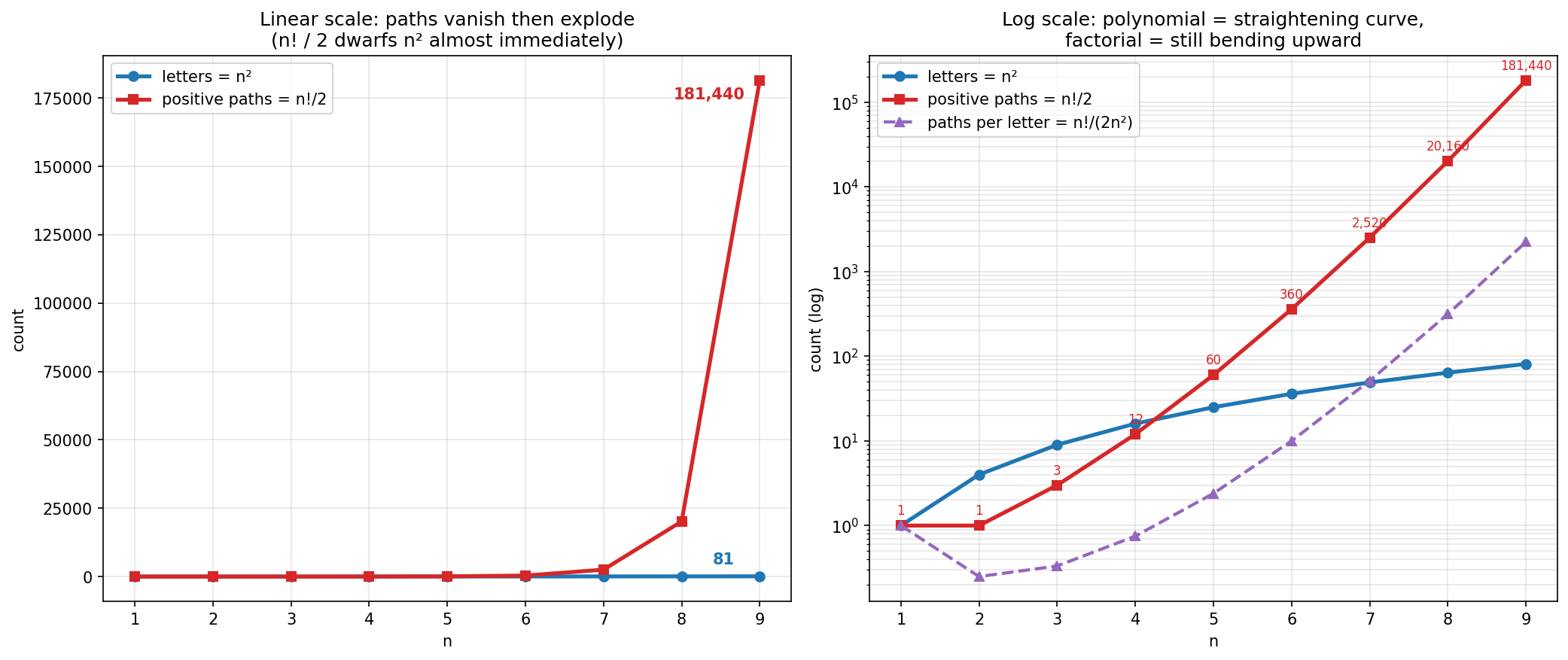 Figure 7. Letters (n²) versus positive paths (n!/2), linear and
log. The purple dashed ratio — paths per letter — dips below one in the
drawable regime and then detonates.
